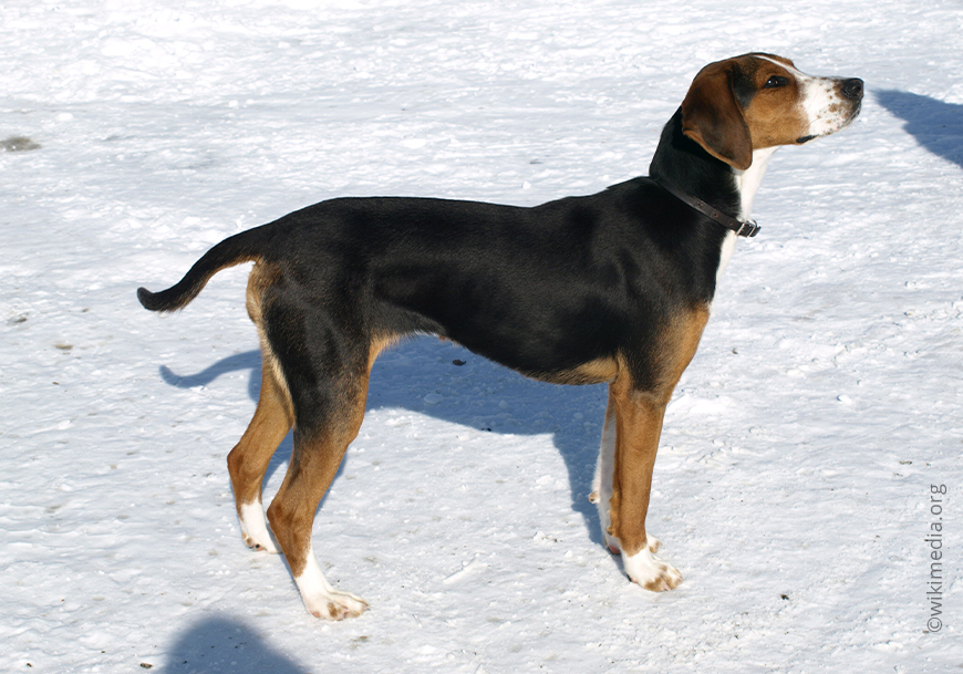 Финская собака (Суоменайокоира)