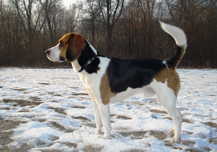 Харриер (заячья собака)