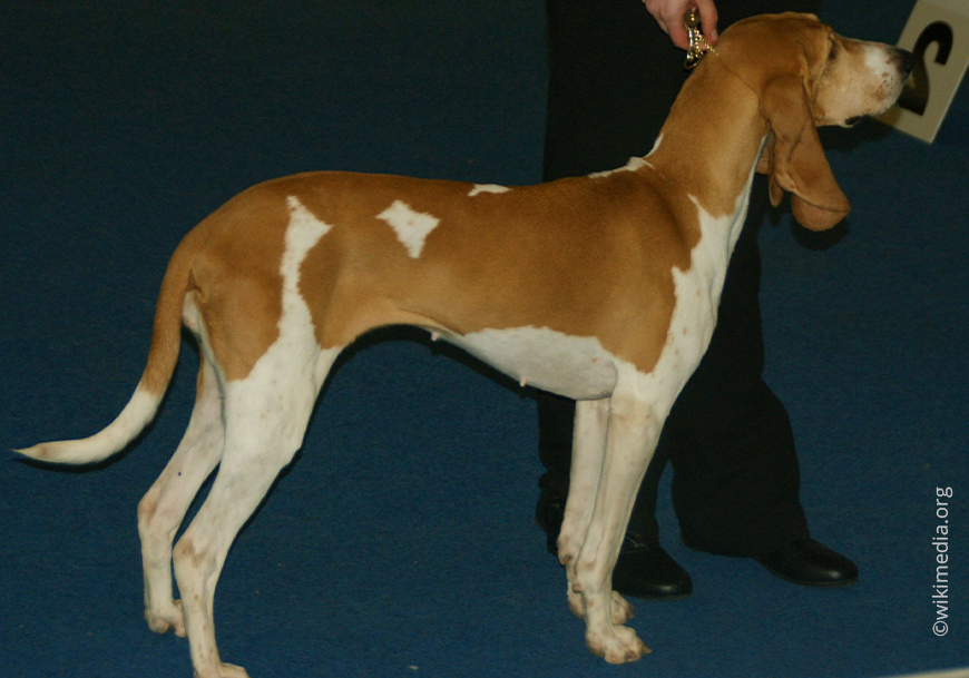 Швейцарская гончая