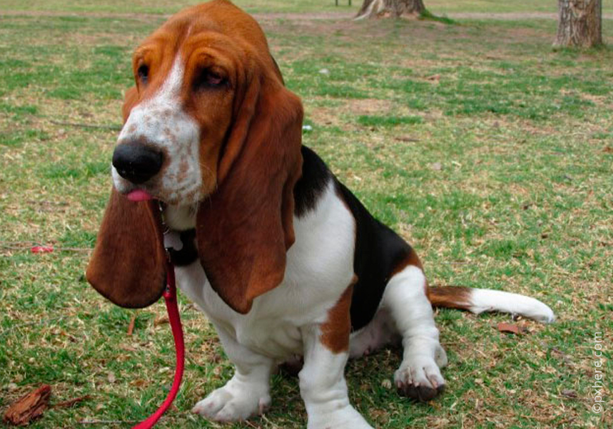 Бассет-хаунд