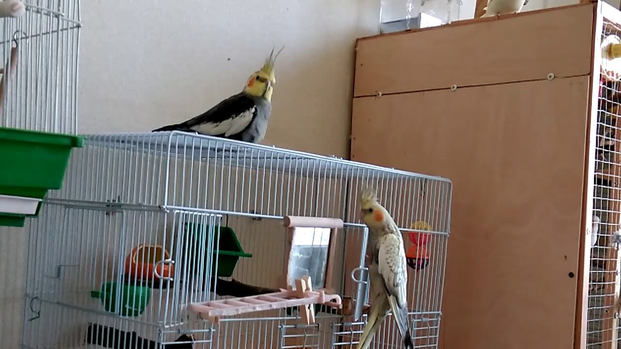 Попугай корелла: уход и содержание, приручение, разведение