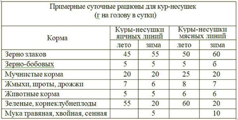 Чем кормить кур несушек: рацион