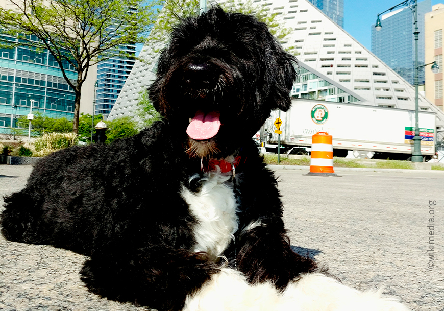 Португальская водяная собака