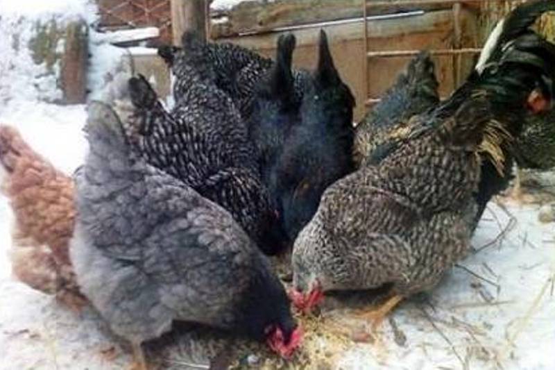 Какие рыбы живут в Черном море