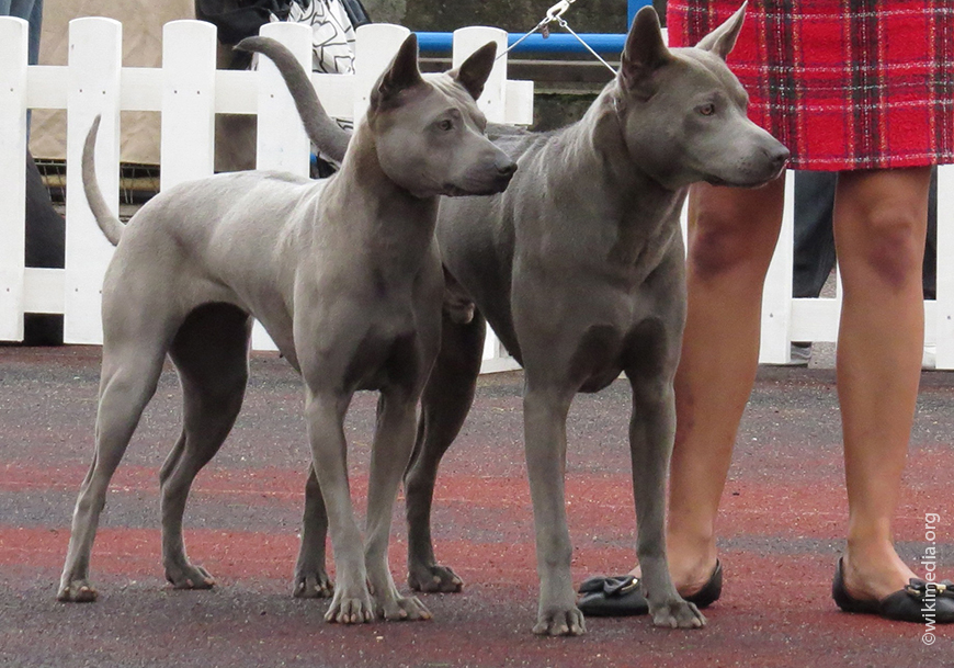 Тайский риджбек