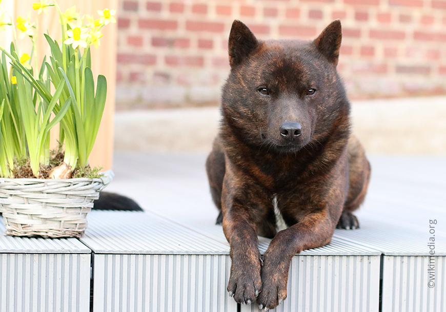 Тигровая собака Кай