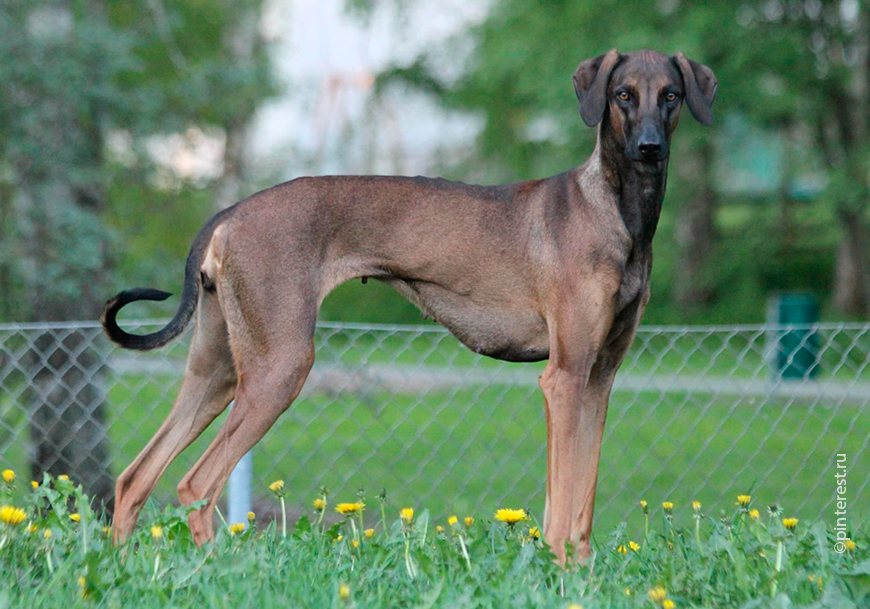 Слюги или арабская борзая