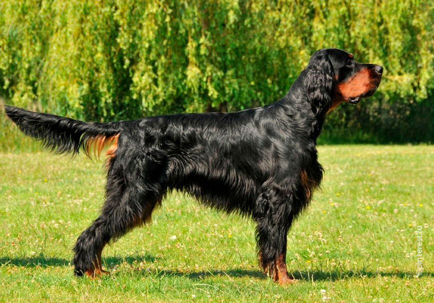 Шотландский сеттер или гордон
