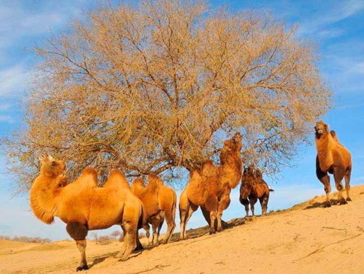 Одногорбый верблюд