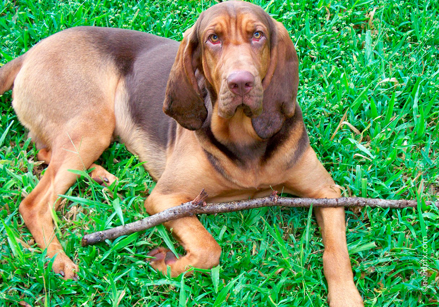 Бладхаунд (собака святого Юбера)*