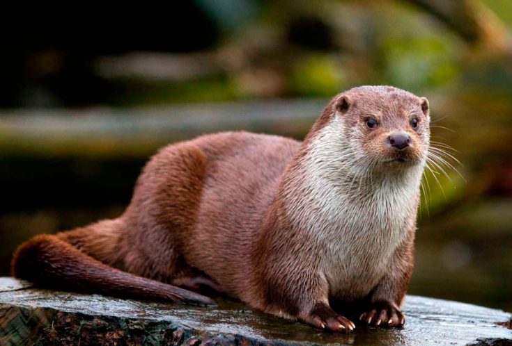 Ласка: описание