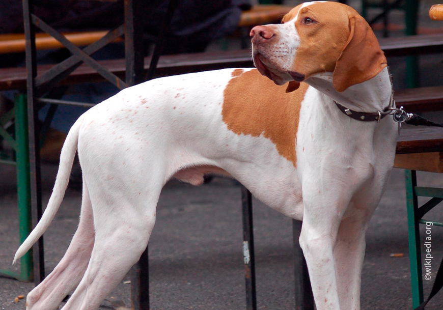 Английский указывая