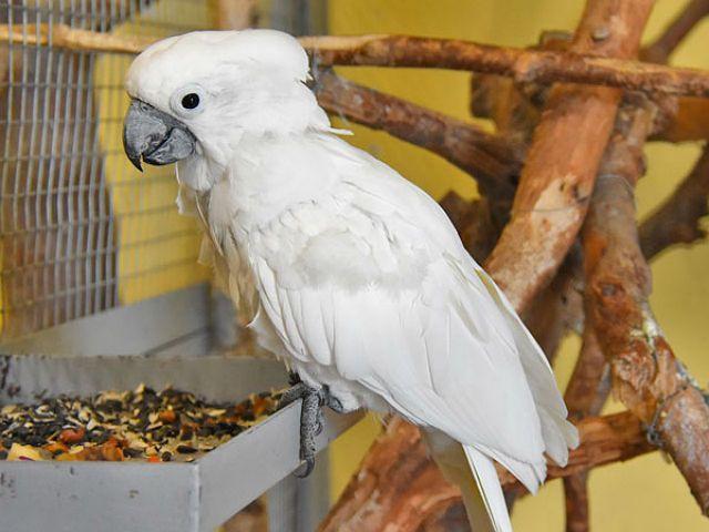 Белый какаду альба – содержание в домашних условиях
