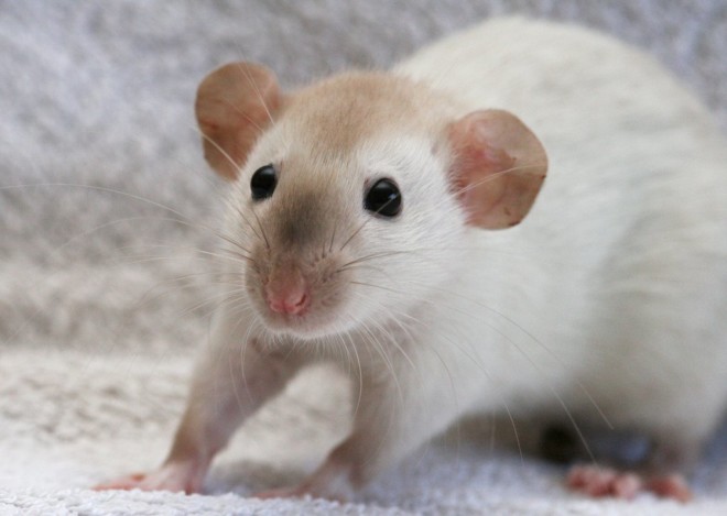Дамбо крыса