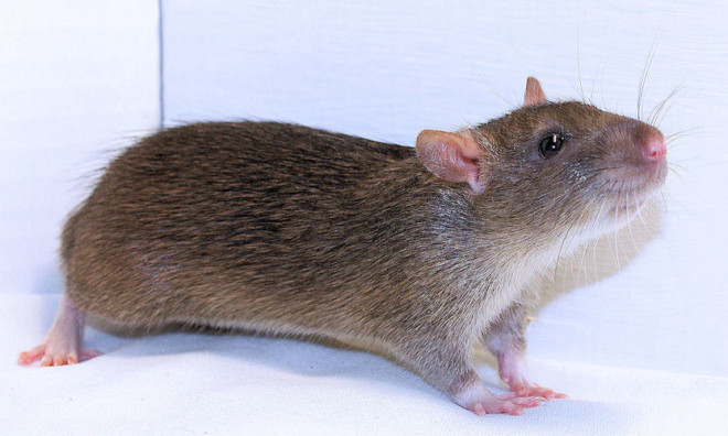 Крысиный Мэнкс