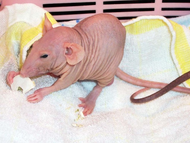 Крысиный сфинкс