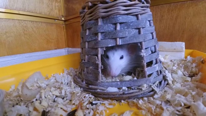 Крысиное жилище