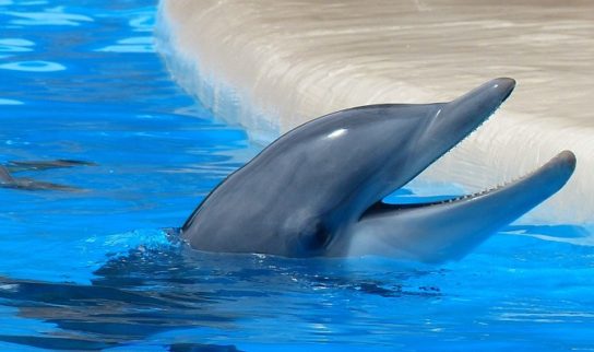 черноморская афалина - интересные факты факты о афалинах из Черного моря