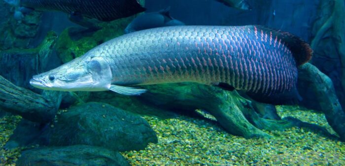 как выглядит рыба арапайма из реки Амазонка