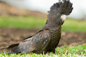 Черный какаду (пальмовый попугай): описание, образ жизни, содержание