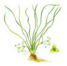 Красная книга России - примеры животных и растений