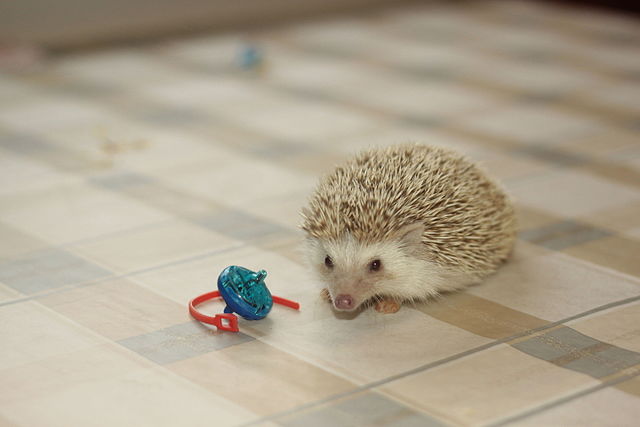 Африканский ежик в домашних условиях: содержание и уход