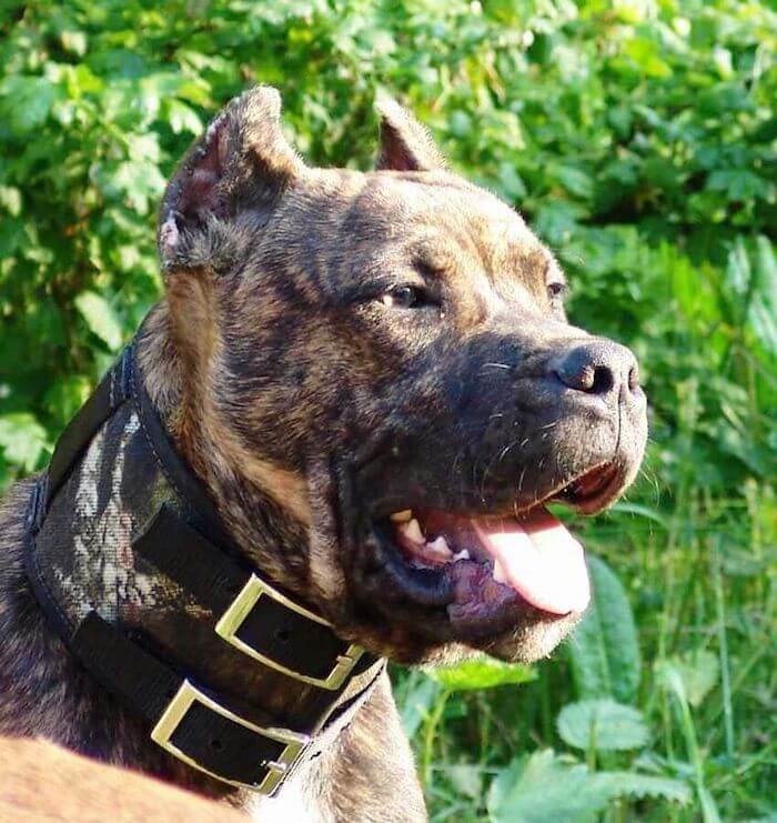 Испанский Алано