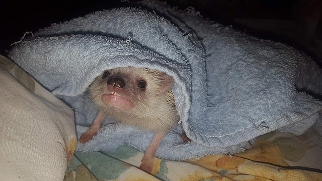 Ежик после купания