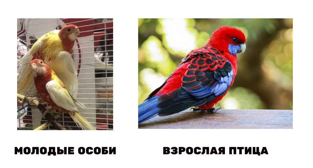 Розелла  описание птицы, особенности, виды, среда обитания