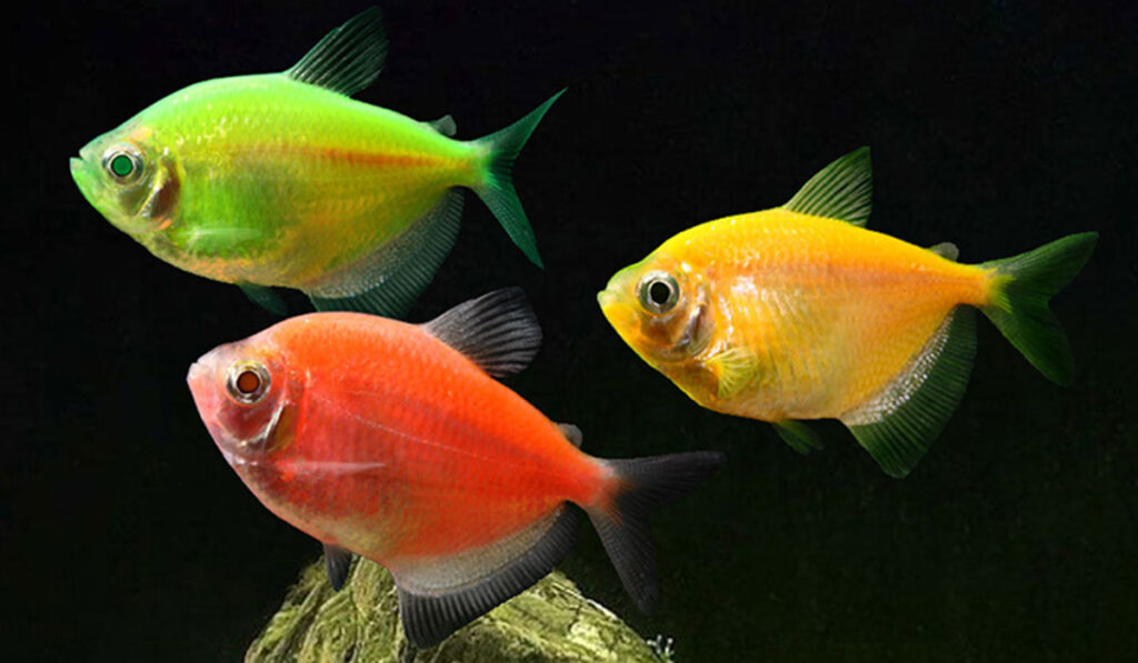 Глофиш тернеция