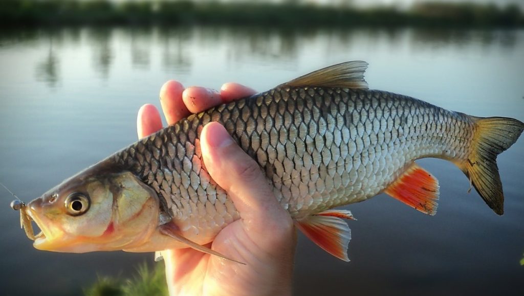 голавль пойманный на микроджиг фото