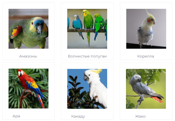 Как научить говорить волнистого попугая мальчика или девочку в домашних условиях