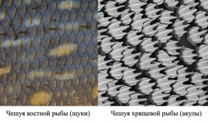 Класс хрящевых рыб - примеры