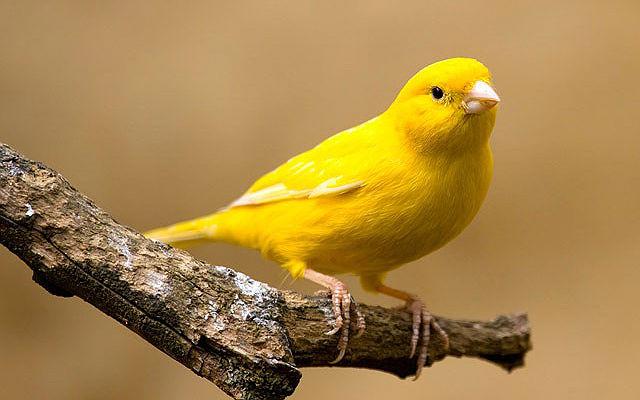 Желтая канарейка