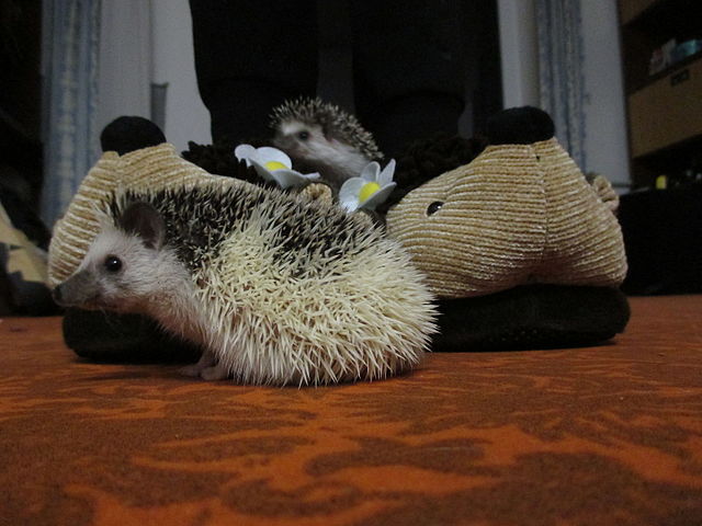 Африканский ежик в домашних условиях: содержание и уход