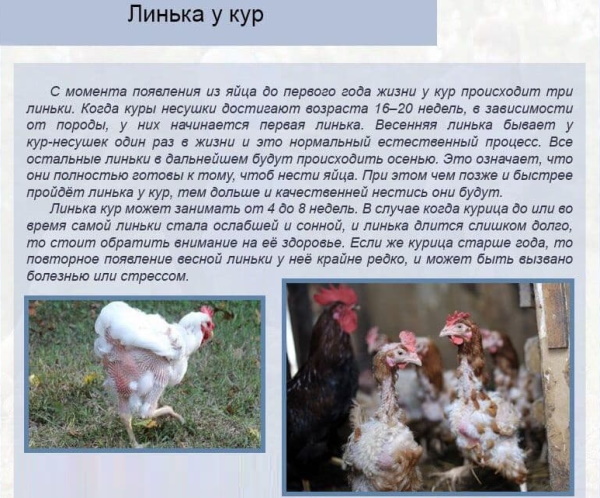 Куры Виандот. Фото и описание, отзывы