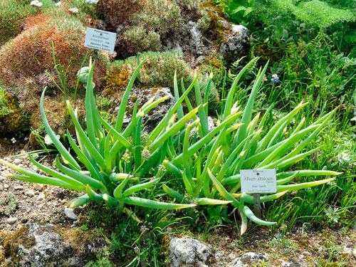 Красная книга России - примеры животных и растений