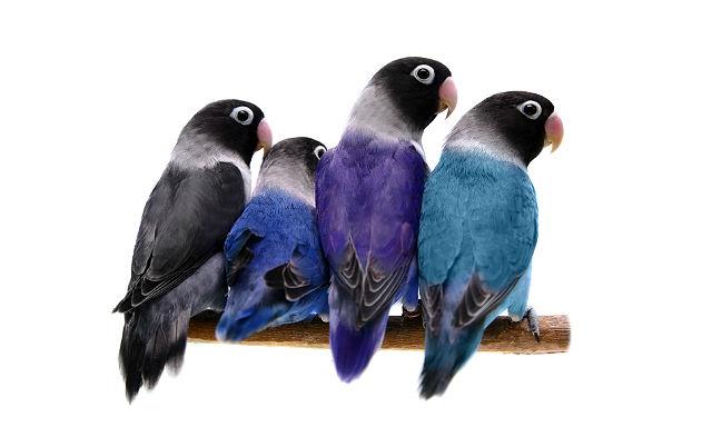 Маска неразлучников