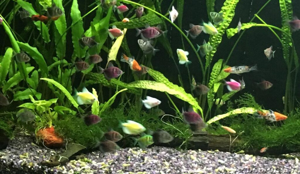 Нерест тернеции