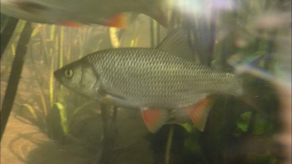 фото нерест язя