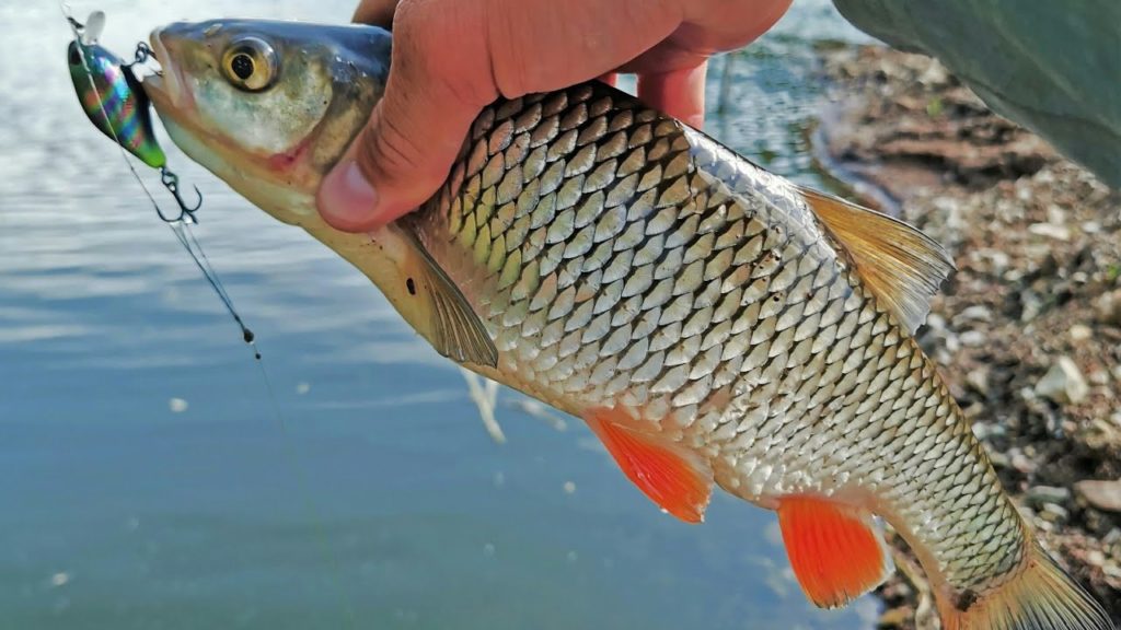 Пойманный на кренк голавль фото