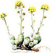 Красная книга России - примеры животных и растений