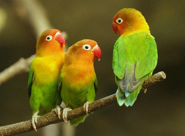 Три влюбленных