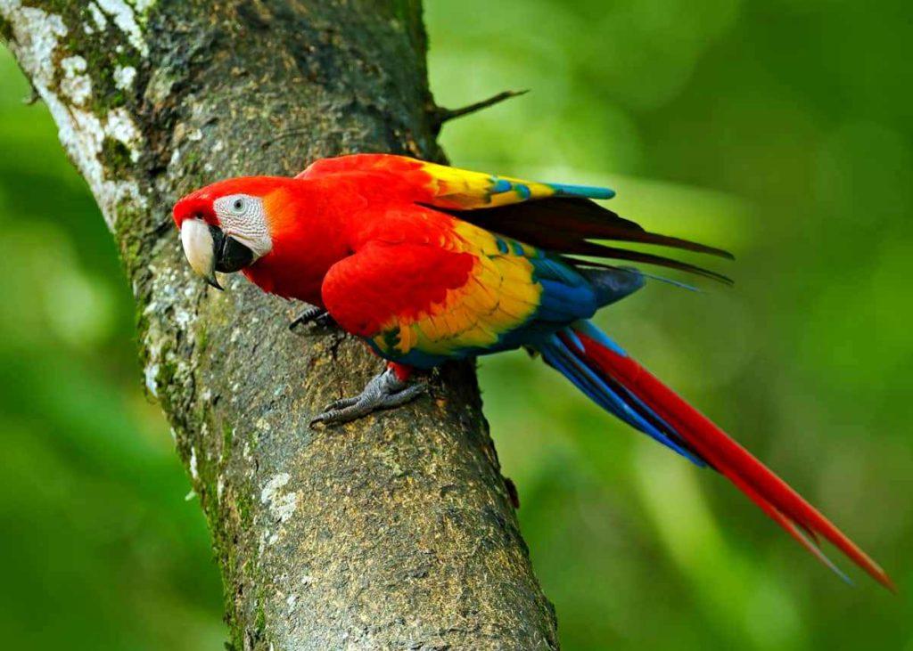 Попугай ара-1