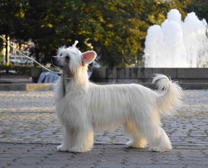 Китайская хохлатая собака