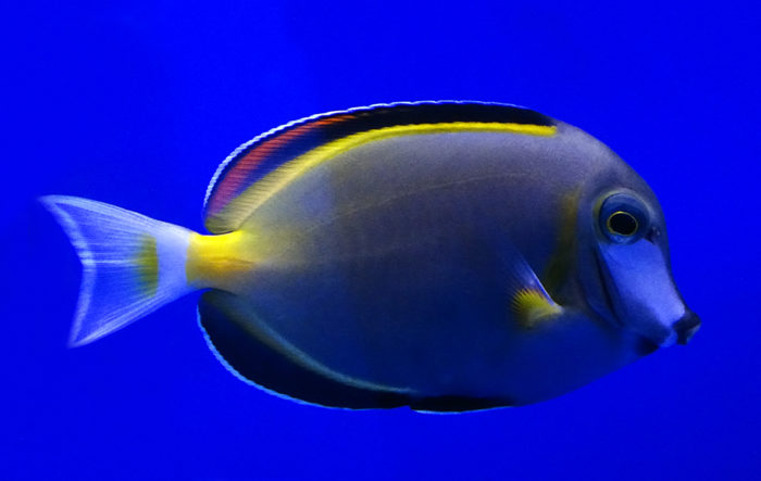 Японский хирург (бронза) Acanthurus japonicus