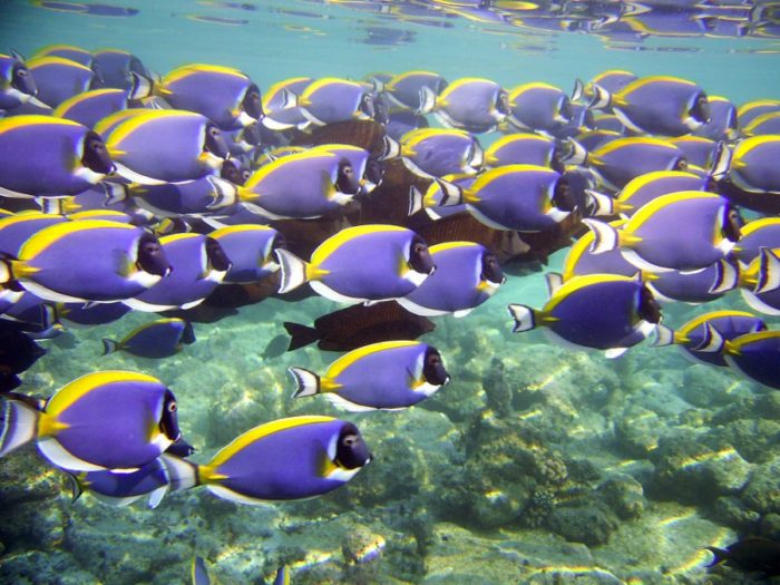 увидеть своими глазами группу хирургов – ни с чем не сравнимое эстетическое удовольствие