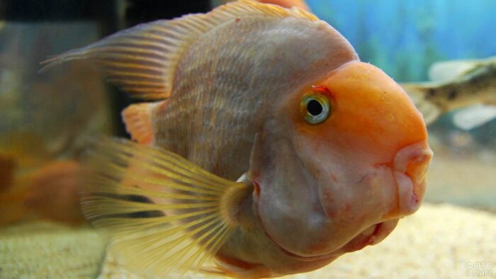 особенности строения головы рыбы попугайчик 