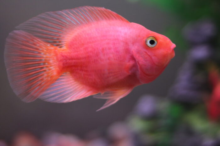 самец рыбы попугайчик 