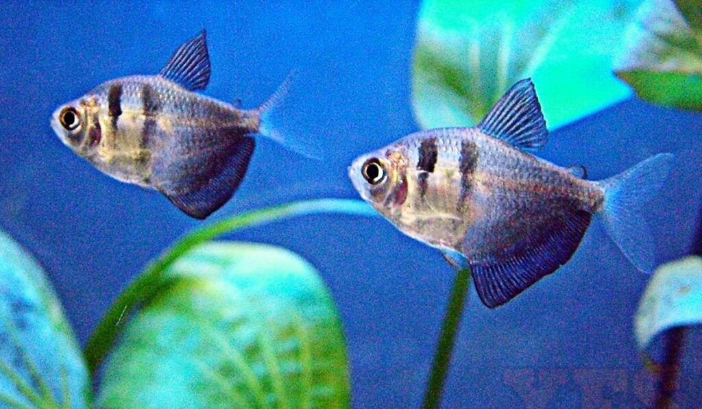 Самец и самка тернеции